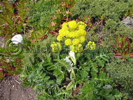 Cape Rock Wildflowers